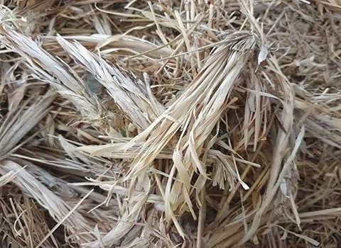 تصویر 1 از قیمت خرید کاه مکی خشک + فروش ویژه